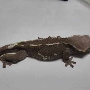 아잔틱
