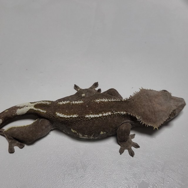 아잔틱