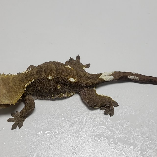 아잔틱