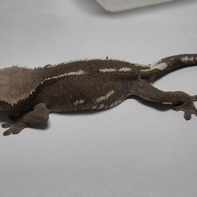 아잔틱