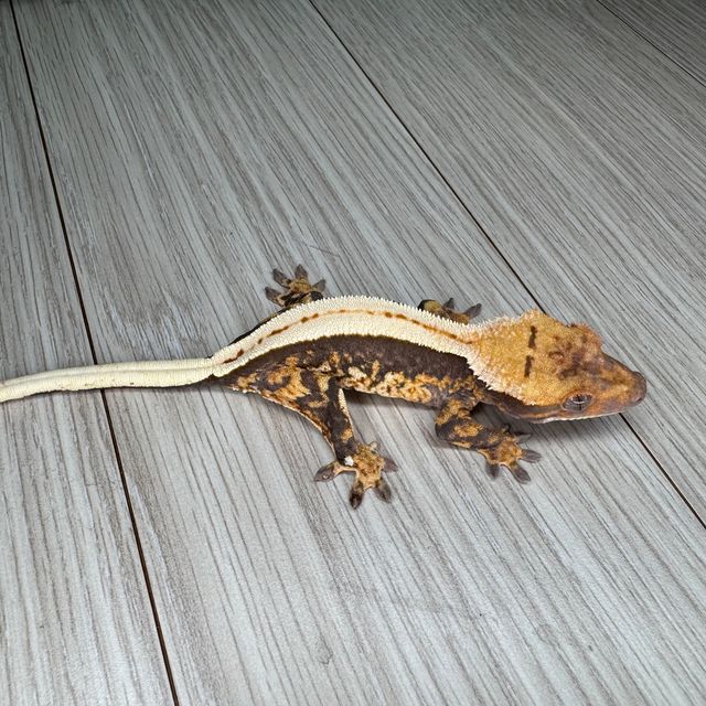 노멀