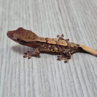 모자이크라인 2세