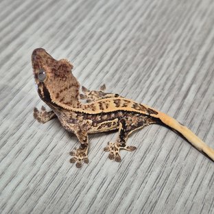 모자이크라인 2세