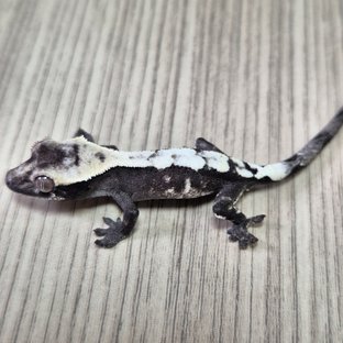 헷헷 세이블 아잔틱