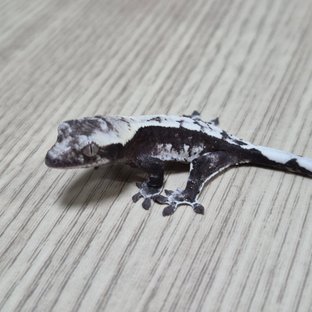 헷헷 아잔틱