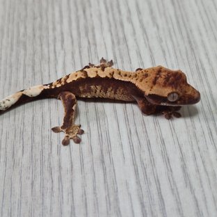헷 아잔틱