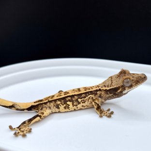 모자이크라인 2세