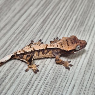 모자이크라인 2세