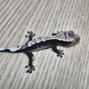 거래중_헷헷 아잔틱