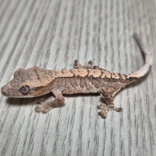 헷 아잔틱