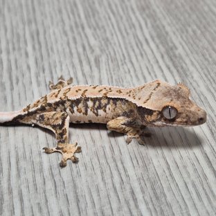 모자이크라인 2세