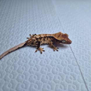 노멀 익스트림할리퀸 화이트스팟