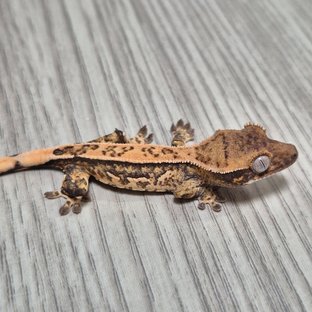 모자이크라인 2세
