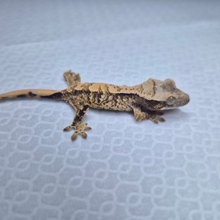 노멀 화이트스팟