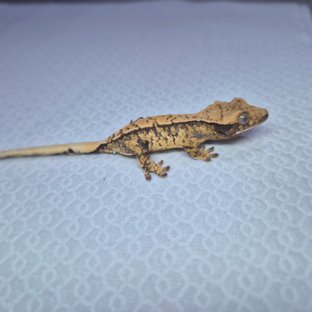 노멀 화이트스팟