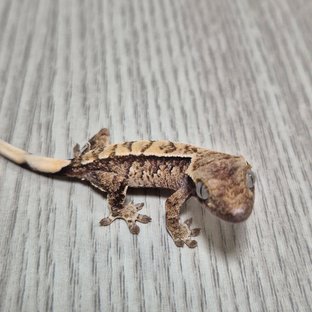 모자이크라인 2세