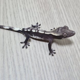 헷헷 아잔틱
