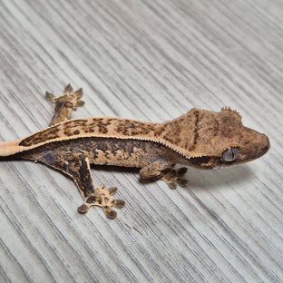 모자이크라인 2세