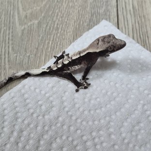 헷헷 아잔틱