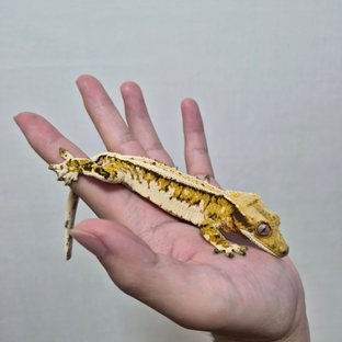 SPT 2세