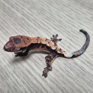 헷 아잔틱