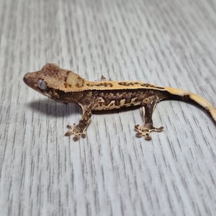 모자이크라인 2세