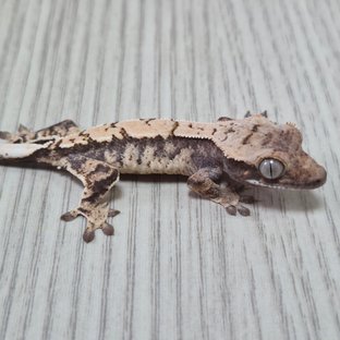 모자이크라인 2세