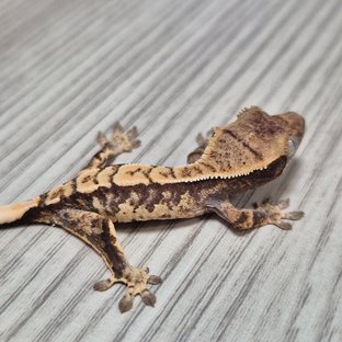 모자이크라인 2세