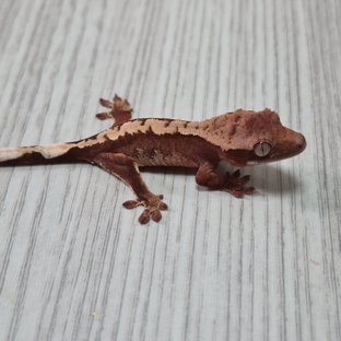헷 아잔틱