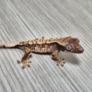 모자이크라인 2세