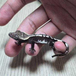 헷헷 아잔틱