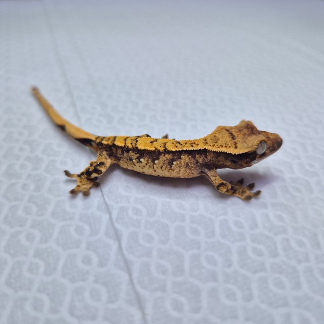 노멀 화이트스팟