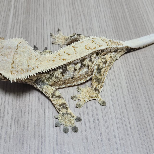 노멀 쿼드 드리피 화이트스팟