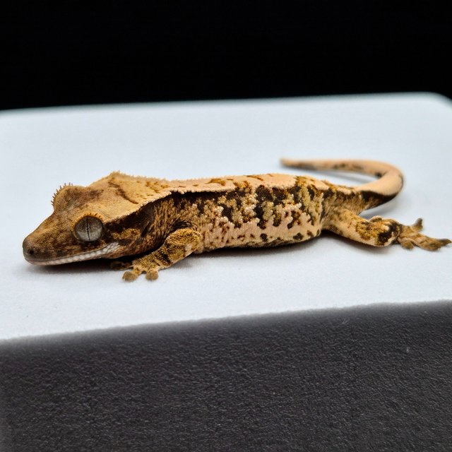 노멀 화이트스팟