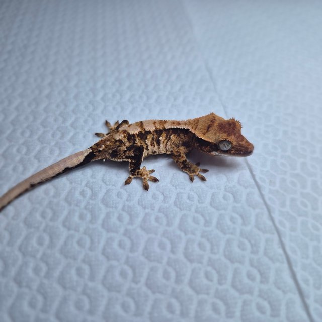 노멀 익스트림할리퀸 화이트스팟