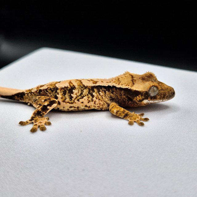 노멀 화이트스팟