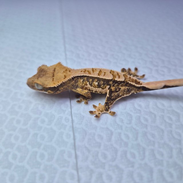 노멀 화이트스팟