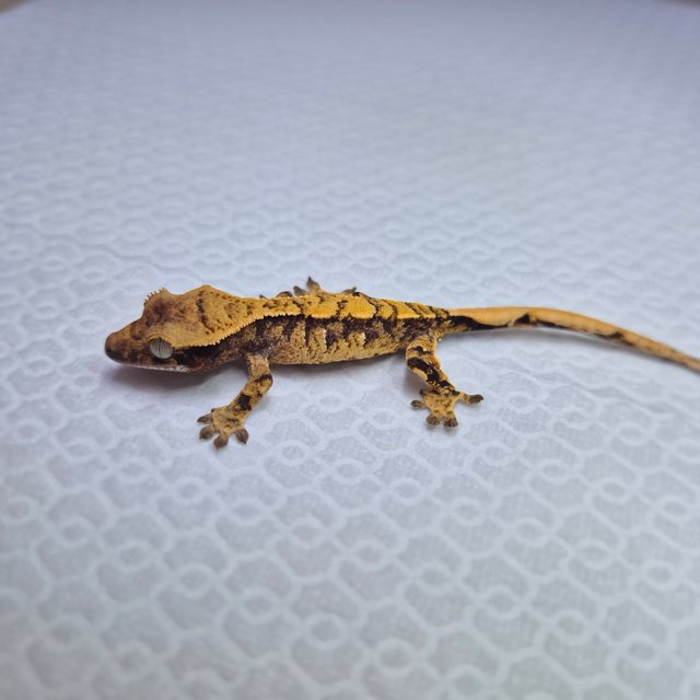 노멀 화이트스팟