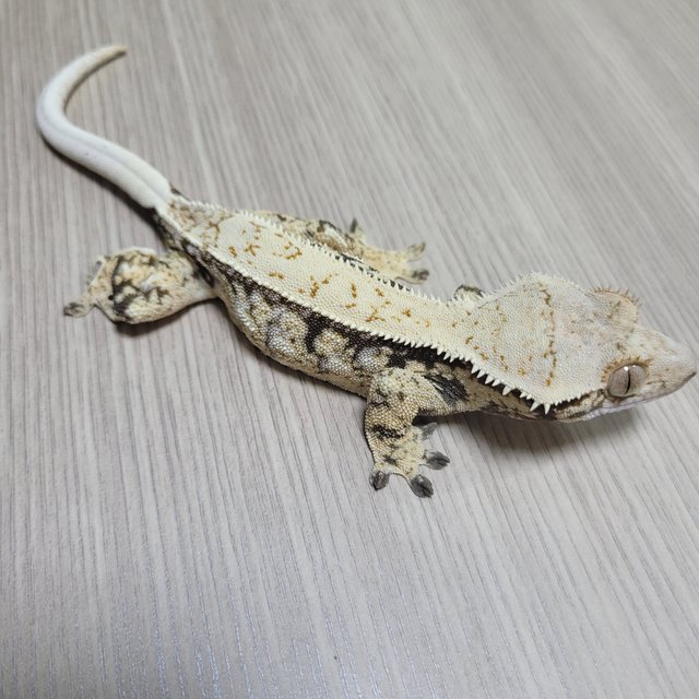 노멀 쿼드 드리피 화이트스팟