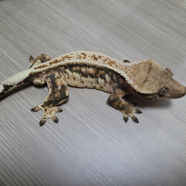 노멀 풀핀 텐저린 트라이