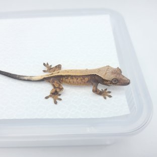 세이블