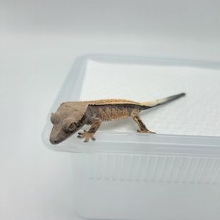 세이블