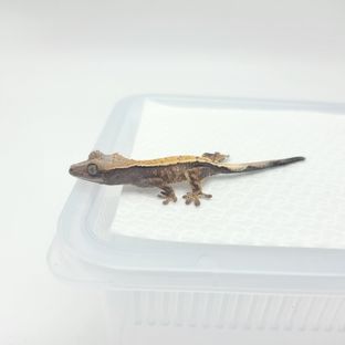 세이블