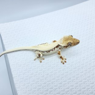 프라푸치노