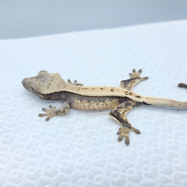 세이블
