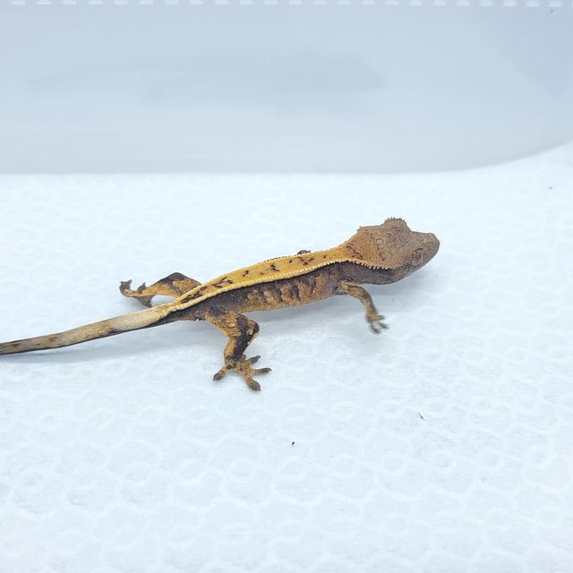 세이블