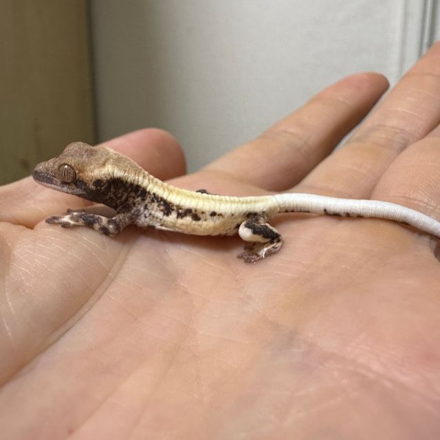 프라푸치노