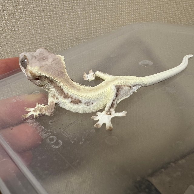 프라푸치노