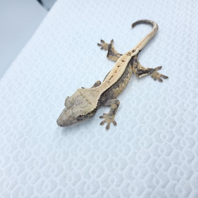 세이블