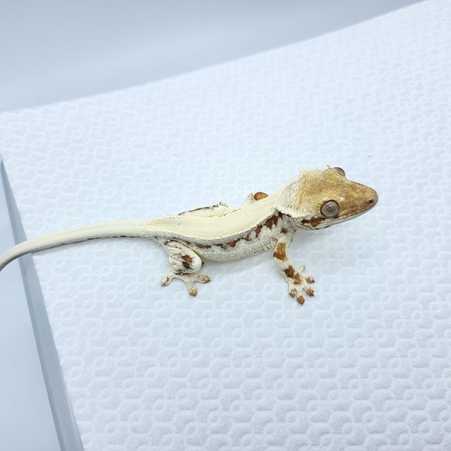 프라푸치노